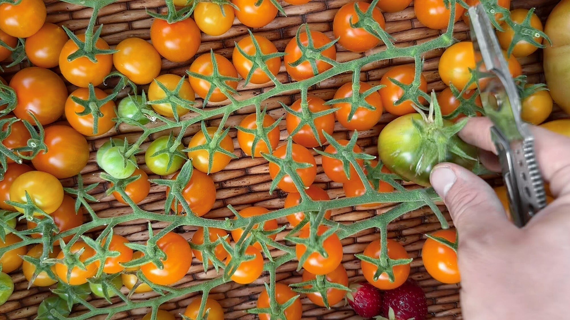 How To Grow Tomatoes Like An Expert