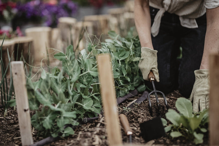 How to Plan Your Vegetable Garden in 4 Easy Steps