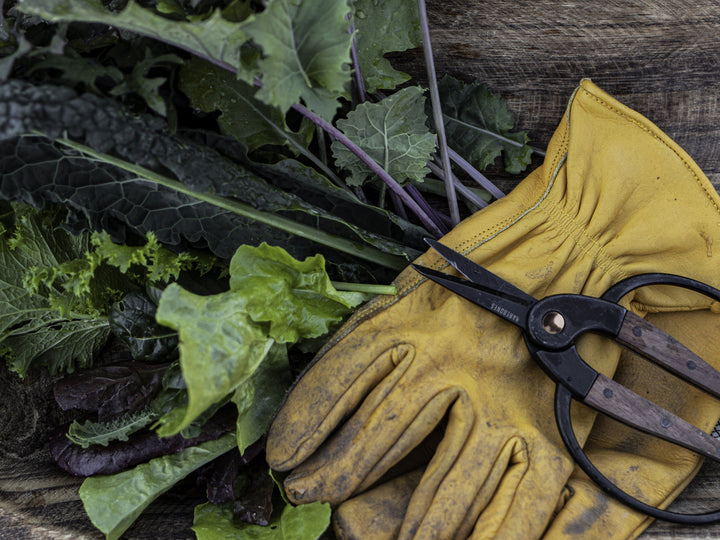 5 Tips to Keep Your Yard & Garden Healthy This Summer