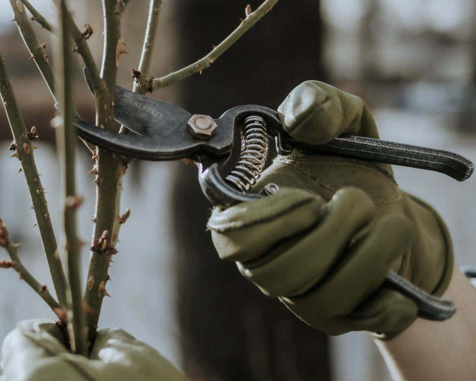 An Easy Guide to Spring Pruning – Barebones