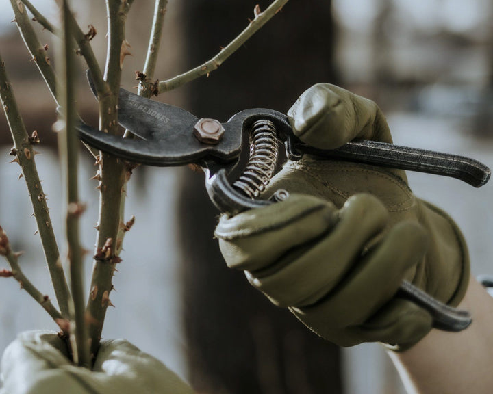 Gloved hands pruning a rose bush with pruning shears.