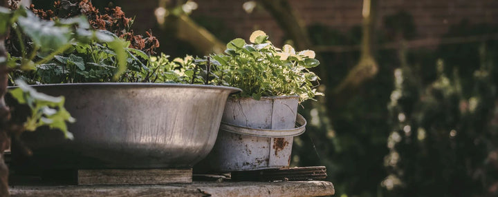 How to Grow a Patio Herb Garden